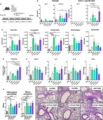 Lung Epithelial CYP1 Activity Regulates Aryl Hydrocarbon Receptor Dependent Allergic Airway Inflammation